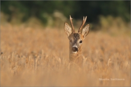 <p>SRNEC OBECNÝ (Capreolus capreolus) Šluknovsko - Jiříkov (European roe deer / Europäisches Reh</p>